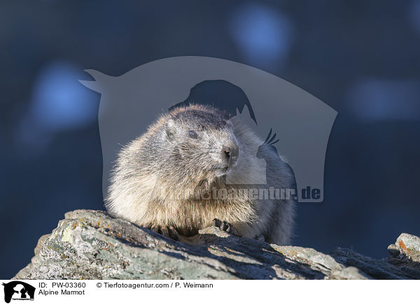 Alpenmurmeltier / Alpine Marmot / PW-03360
