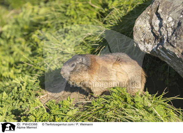 Alpine Marmot / PW-03366