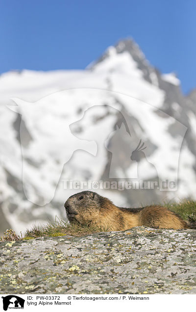 lying Alpine Marmot / PW-03372