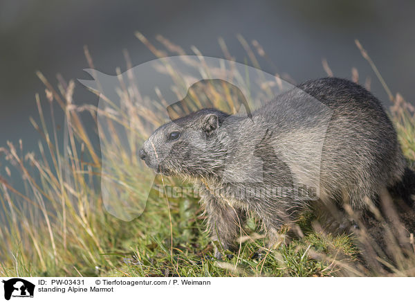 standing Alpine Marmot / PW-03431