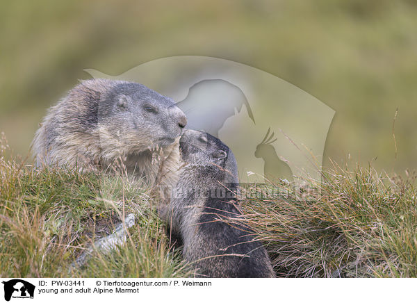young and adult Alpine Marmot / PW-03441