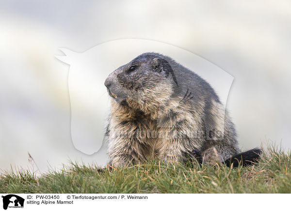 sitting Alpine Marmot / PW-03450