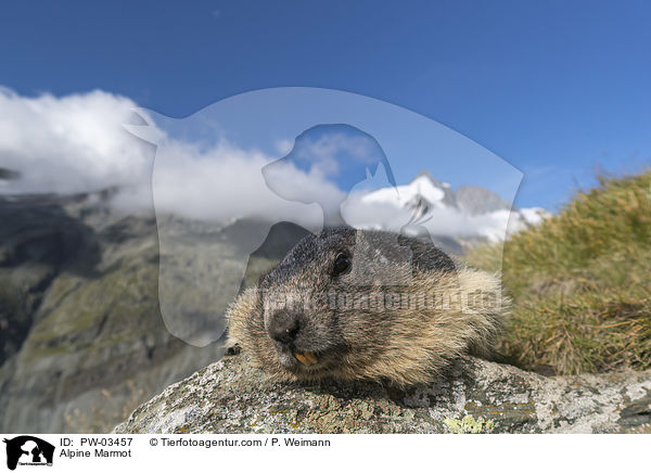 Alpine Marmot / PW-03457