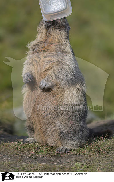 sitting Alpine Marmot / PW-03459