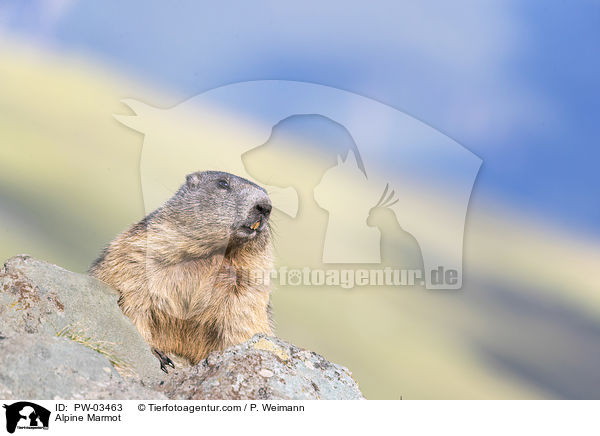 Alpine Marmot / PW-03463