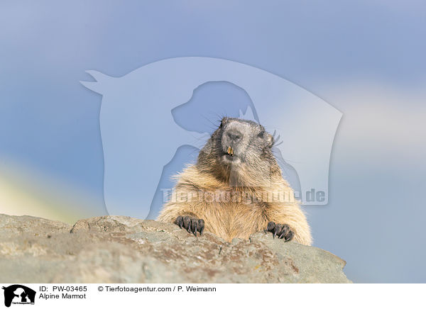 Alpine Marmot / PW-03465
