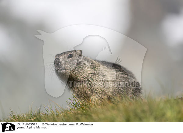 young Alpine Marmot / PW-03521