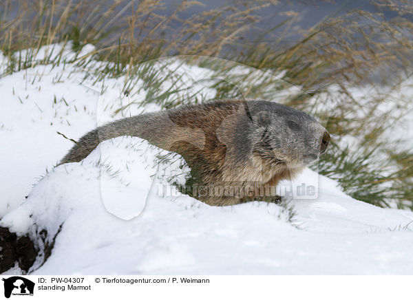 standing Marmot / PW-04307