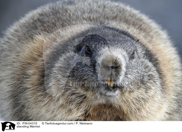 standing Marmot / PW-04310