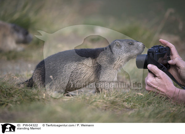standing Marmot / PW-04322