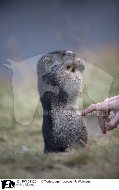 sitzendes Murmeltier / sitting Marmot / PW-04326