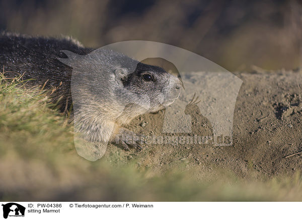 sitzendes Murmeltier / sitting Marmot / PW-04386