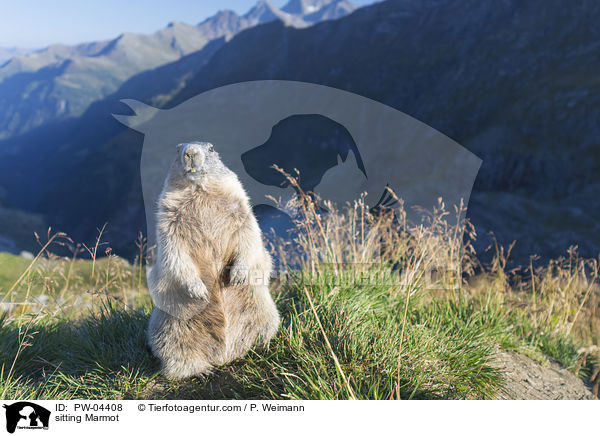 sitting Marmot / PW-04408