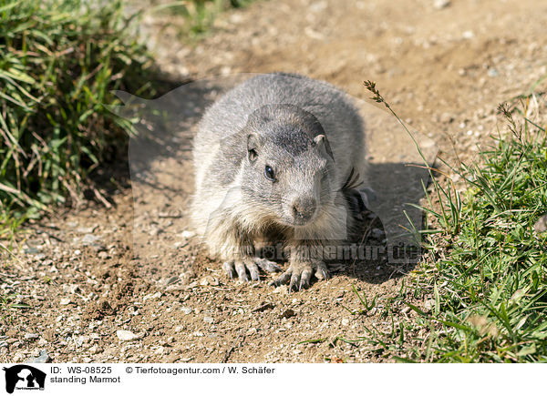 standing Marmot / WS-08525