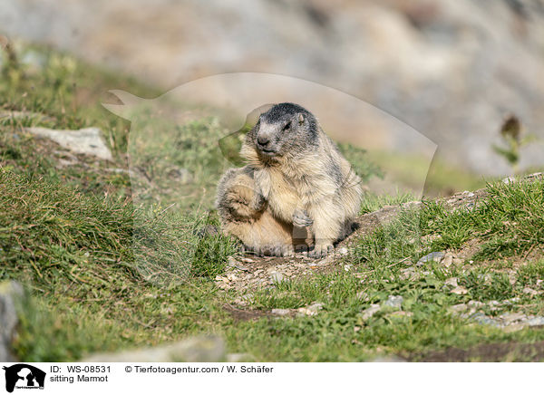 sitting Marmot / WS-08531