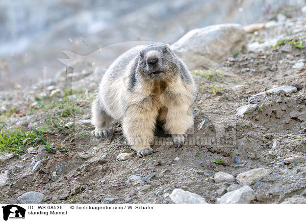 standing Marmot / WS-08536