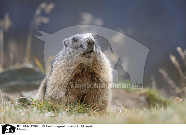 Murmeltier / Marmot / UM-01266