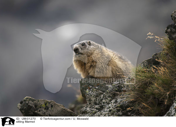 sitting Marmot / UM-01270