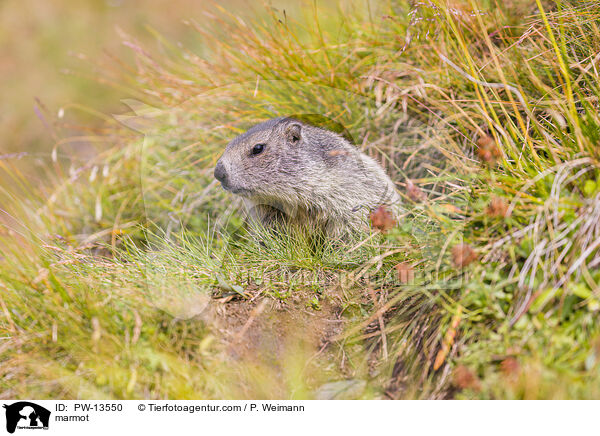 marmot / PW-13550