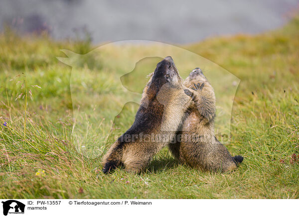 marmots / PW-13557