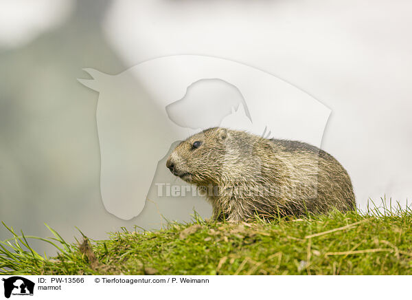 Murmeltier / marmot / PW-13566