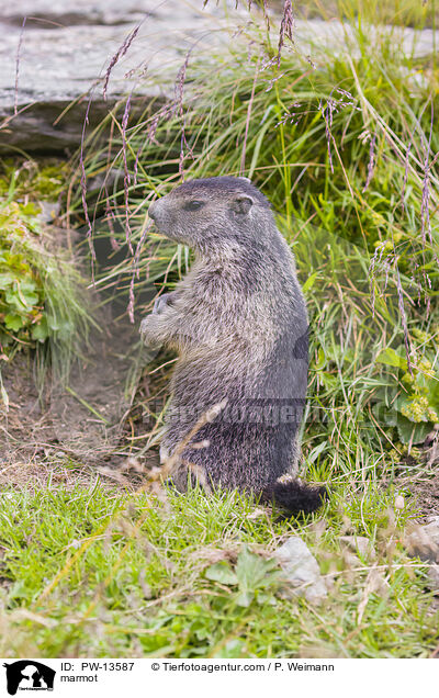 Murmeltier / marmot / PW-13587