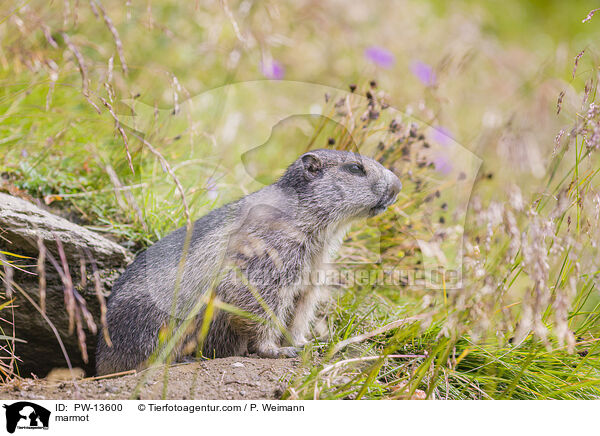 Murmeltier / marmot / PW-13600