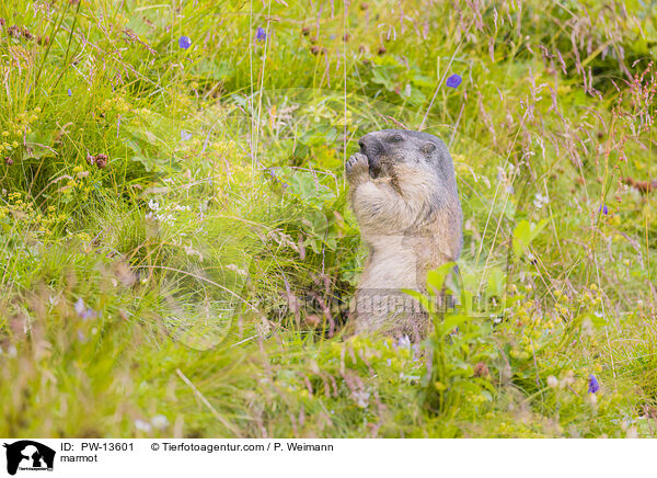 Murmeltier / marmot / PW-13601