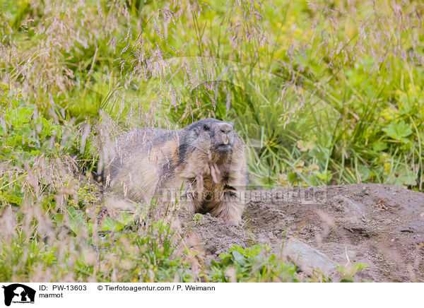 Murmeltier / marmot / PW-13603