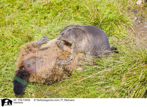 marmots / PW-13606