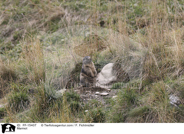 Murmeltier / Marmot / FF-15407