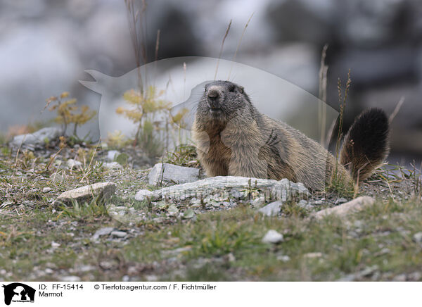 Murmeltier / Marmot / FF-15414
