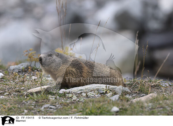 Murmeltier / Marmot / FF-15415