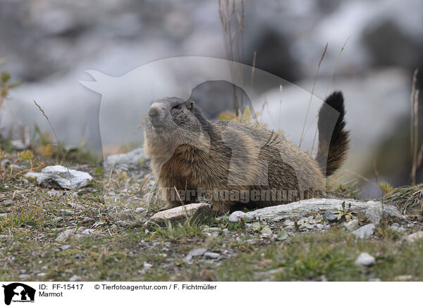 Murmeltier / Marmot / FF-15417