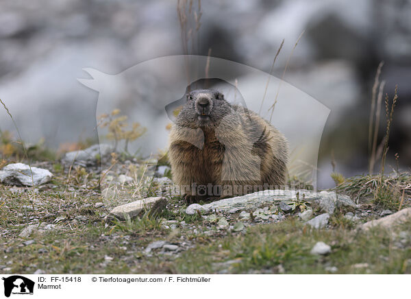 Murmeltier / Marmot / FF-15418