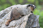 marmot