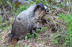 marmot