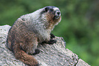 marmot