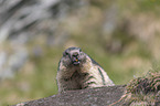 Alpine Marmot
