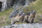 Alpine Marmots
