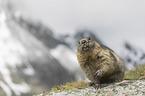 sitting Alpine Marmot