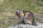 sitting Alpine Marmot