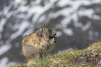 sitting Alpine Marmot