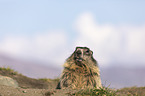 Alpine Marmot