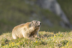 standing Alpine Marmot