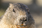 Alpine Marmot Portrait