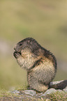 sitting Alpine Marmot