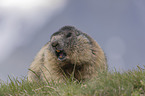 Alpine Marmot