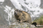 sitting Alpine Marmot