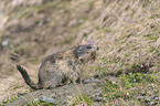 sitting Alpine Marmot